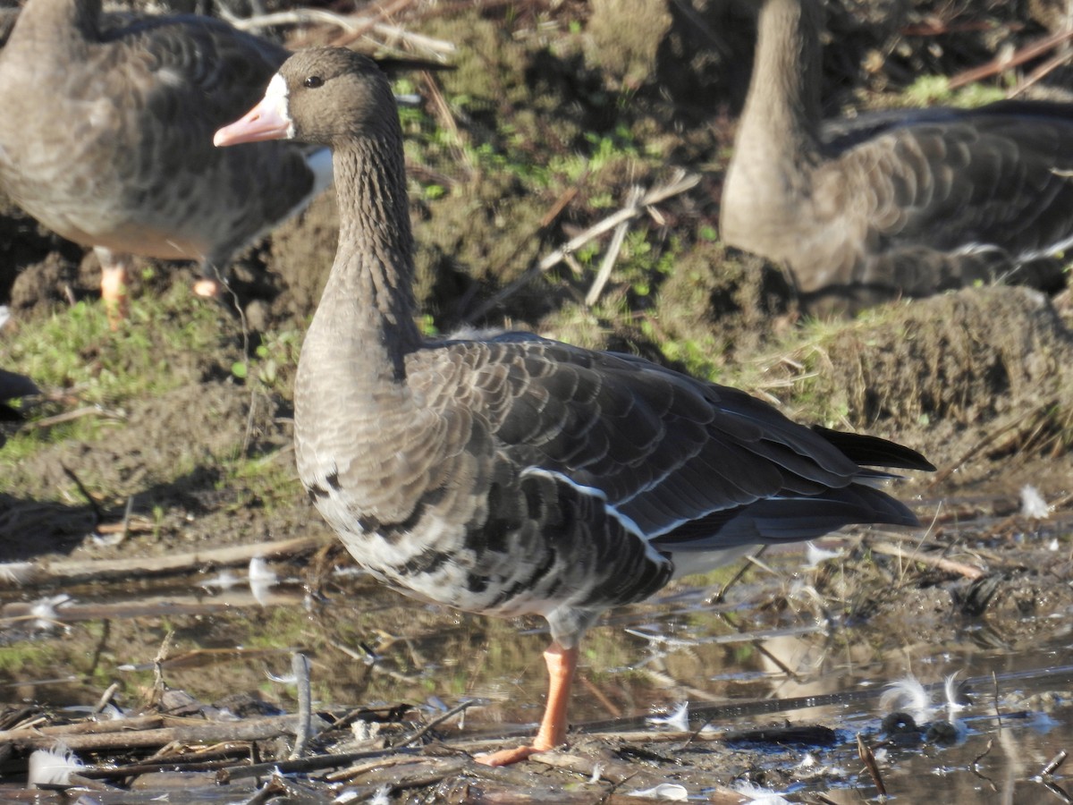 Greater White-fronted Goose - ML644900149