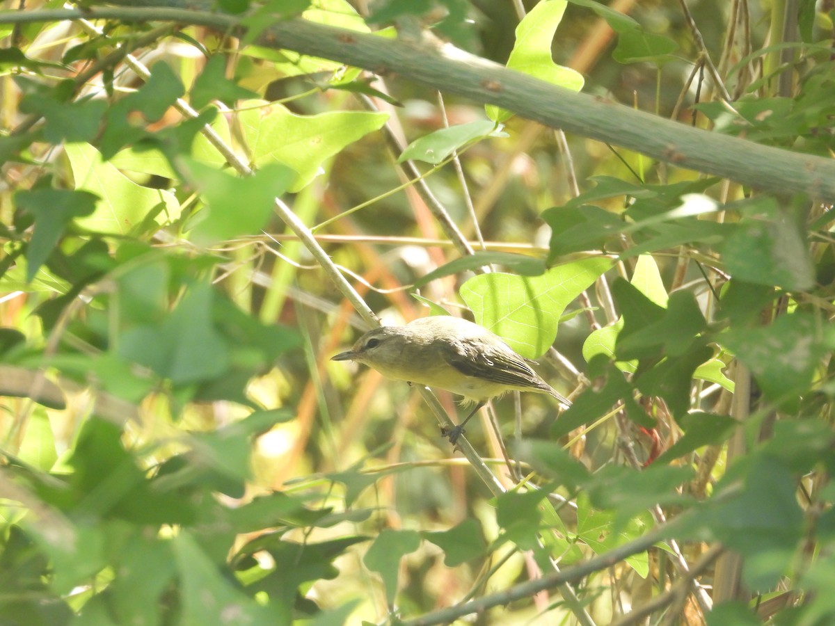 Philadelphia Vireo - ML644900150