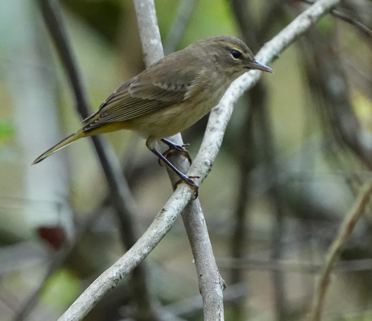 Palm Warbler - ML644900151