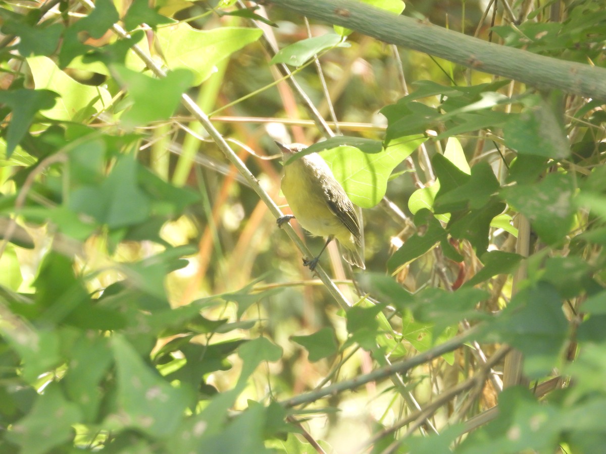 Philadelphia Vireo - ML644900152