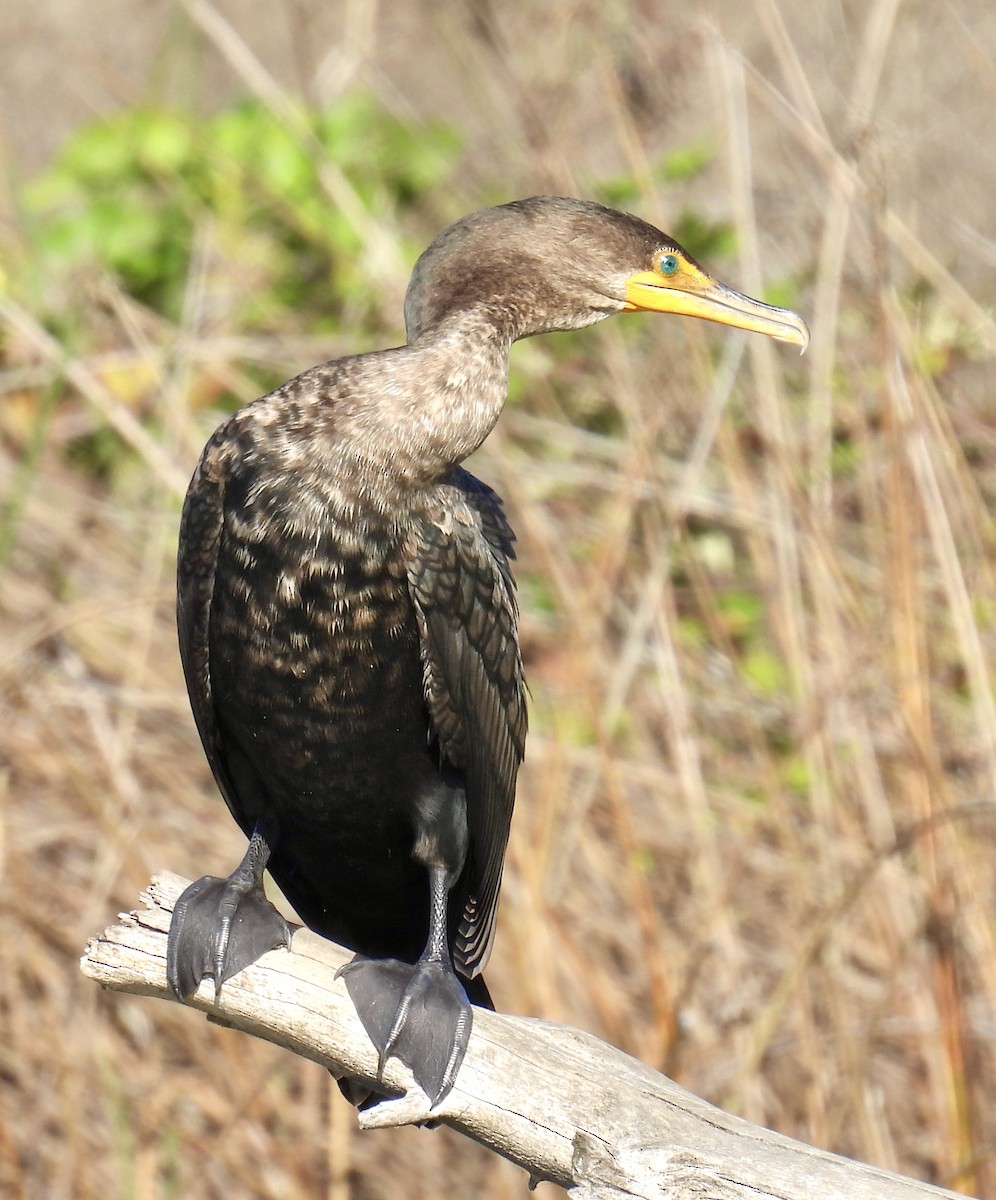 Double-crested Cormorant - ML644900154
