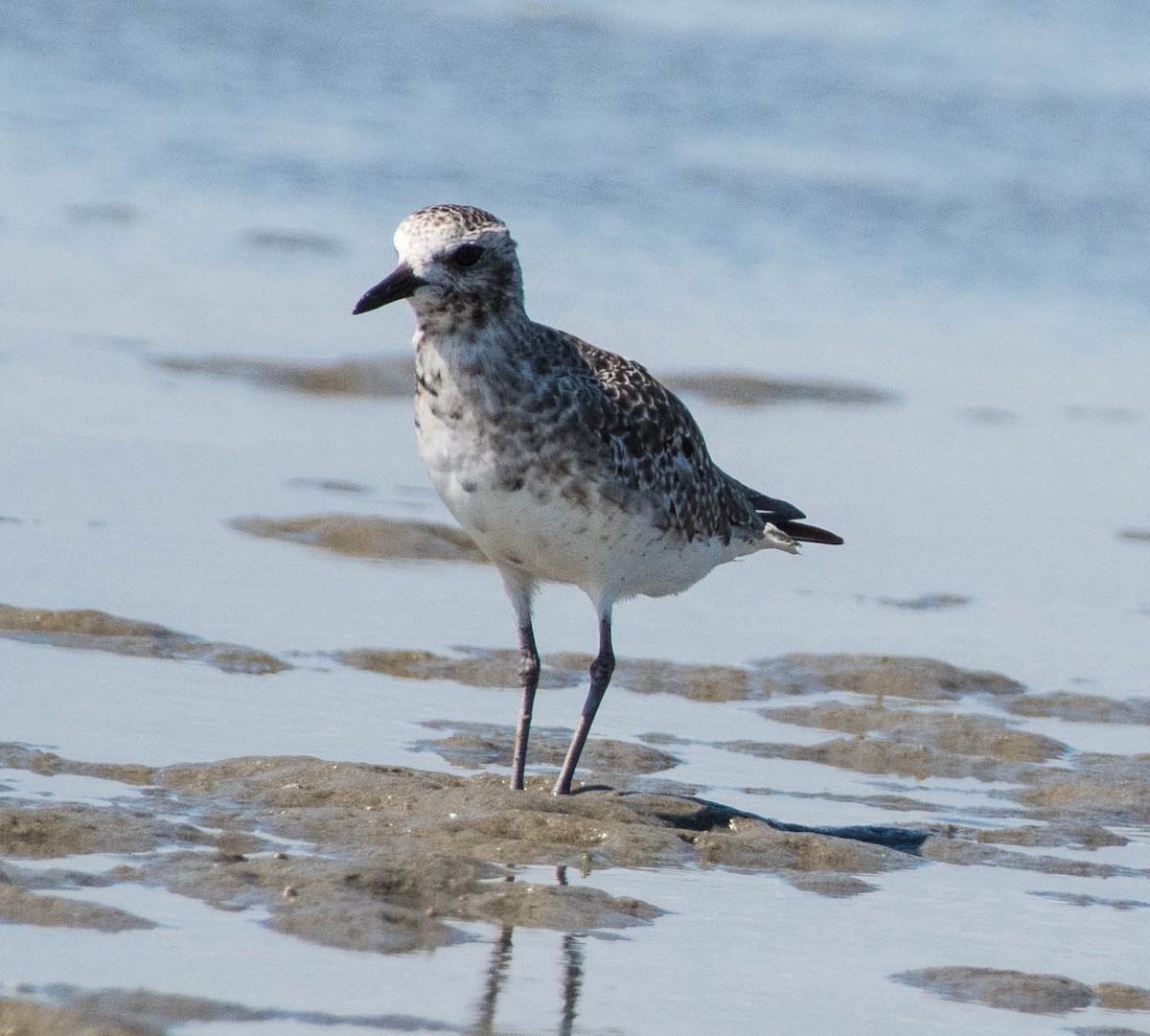 Black-bellied Plover - ML644900155