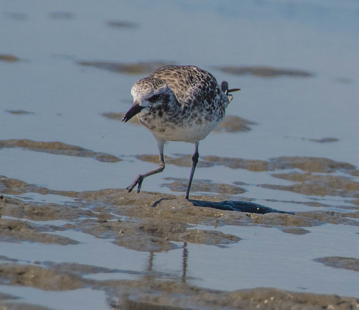Black-bellied Plover - ML644900156