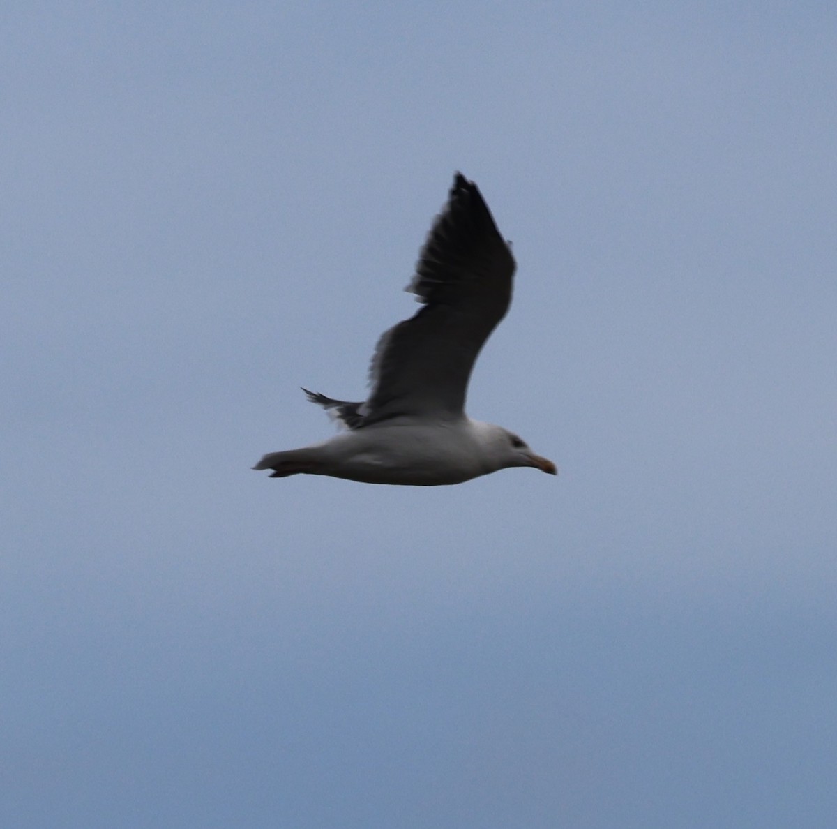 Great Black-backed Gull - ML644900157
