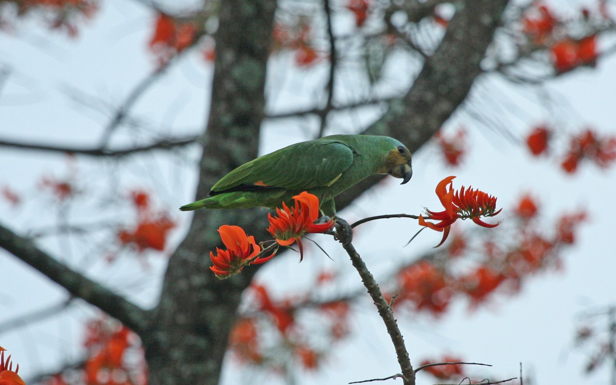 Orange-winged Amazon - ML644900158