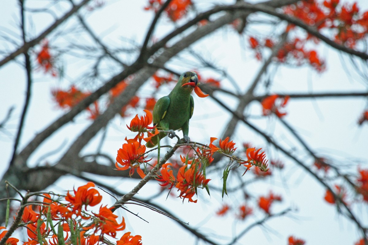 Orange-winged Amazon - ML644900159