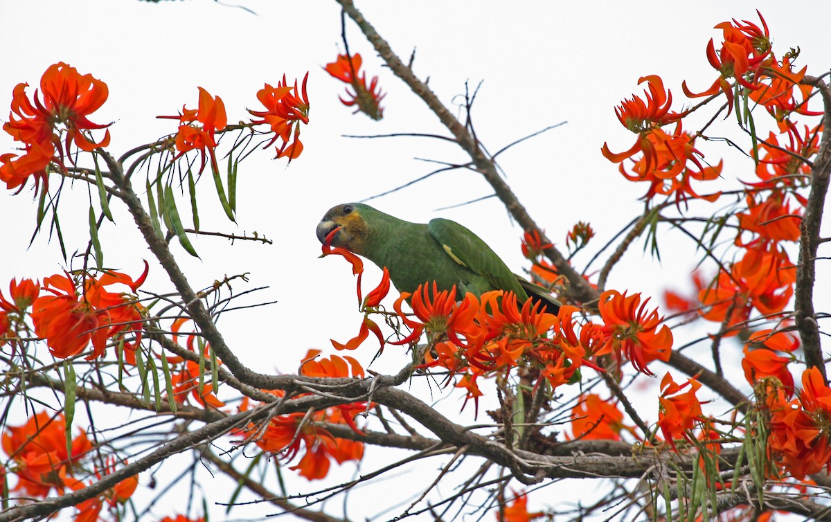 Orange-winged Amazon - ML644900160