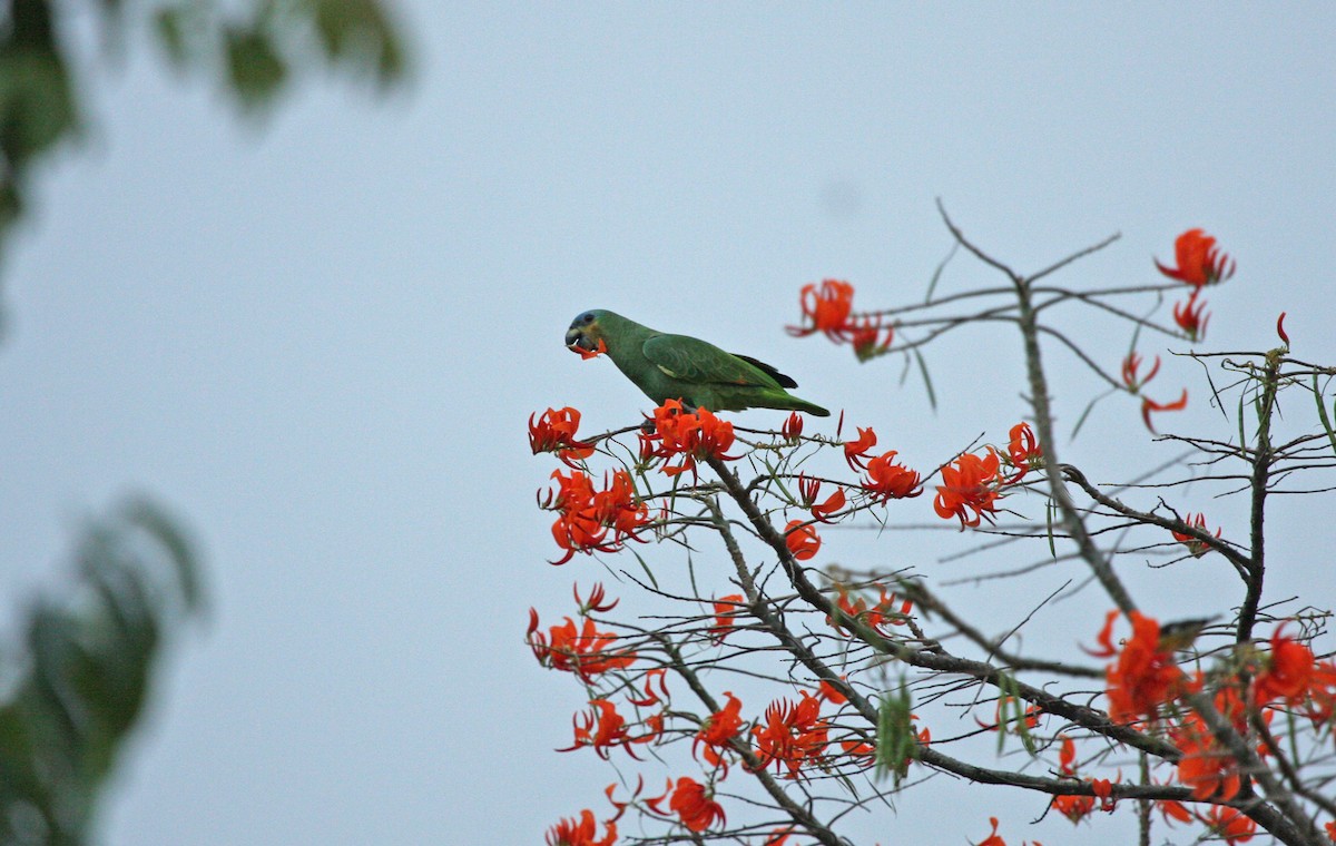 Orange-winged Amazon - ML644900161