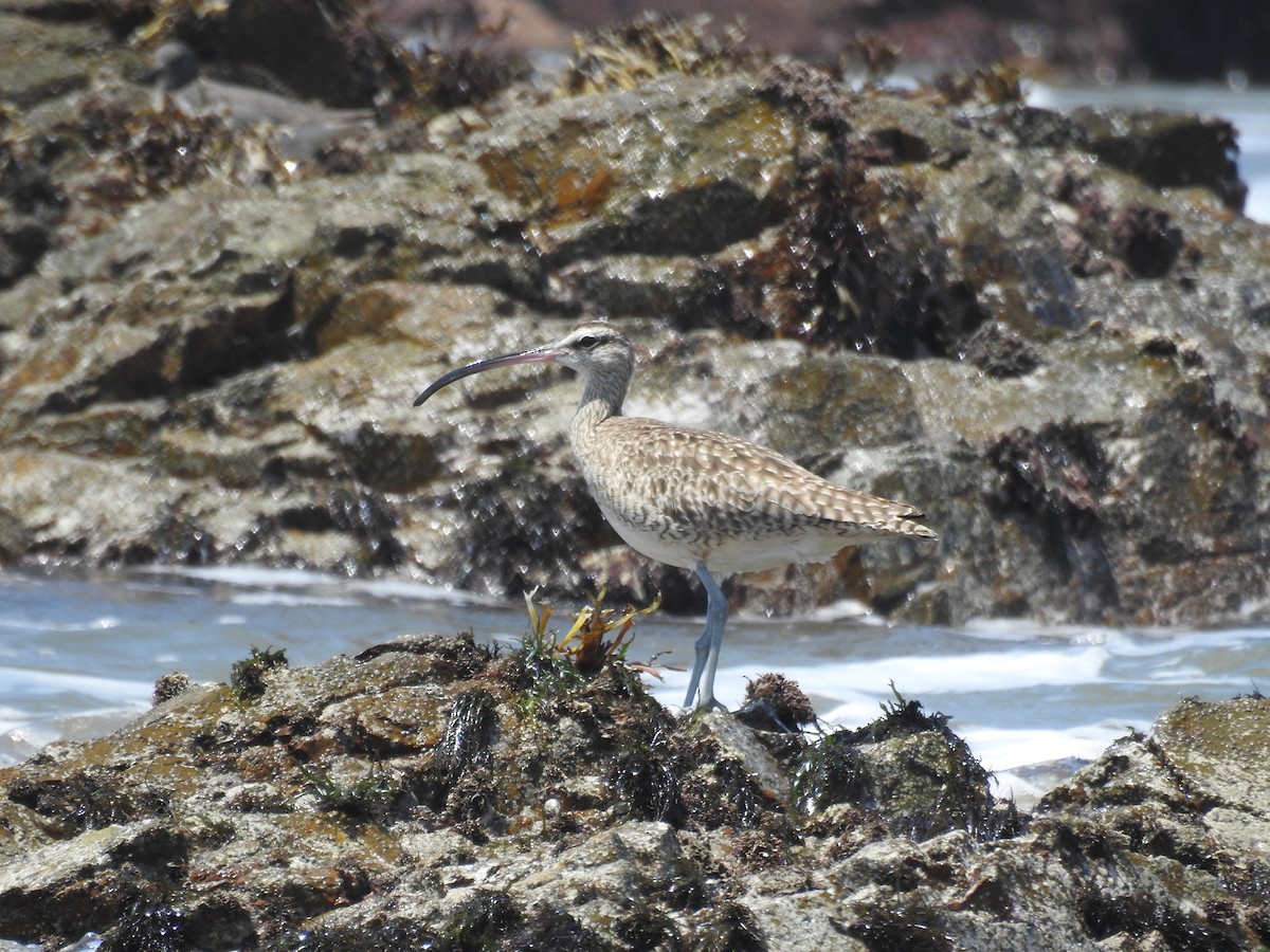 Hudsonian Whimbrel - ML644900162