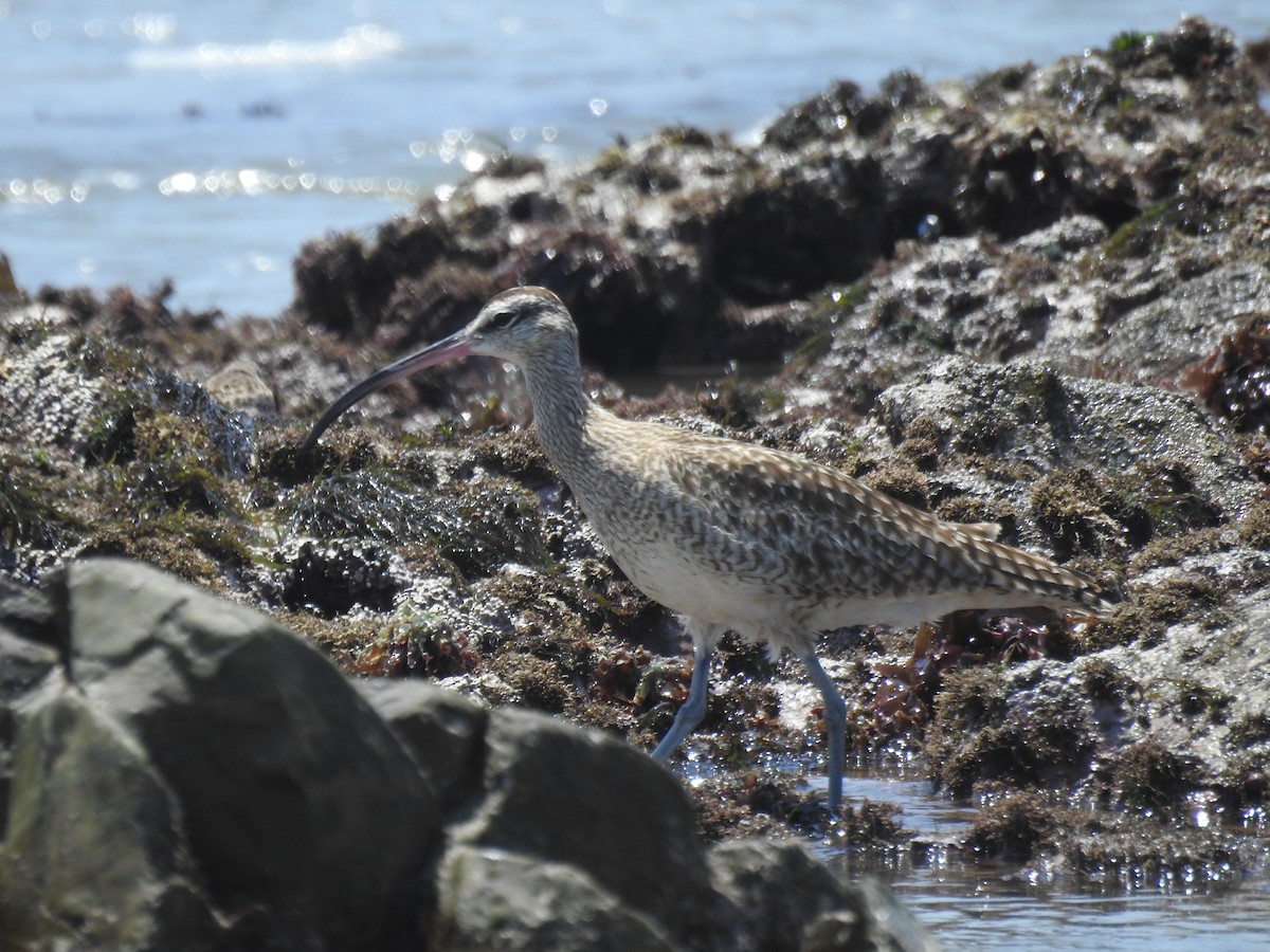 Hudsonian Whimbrel - ML644900163