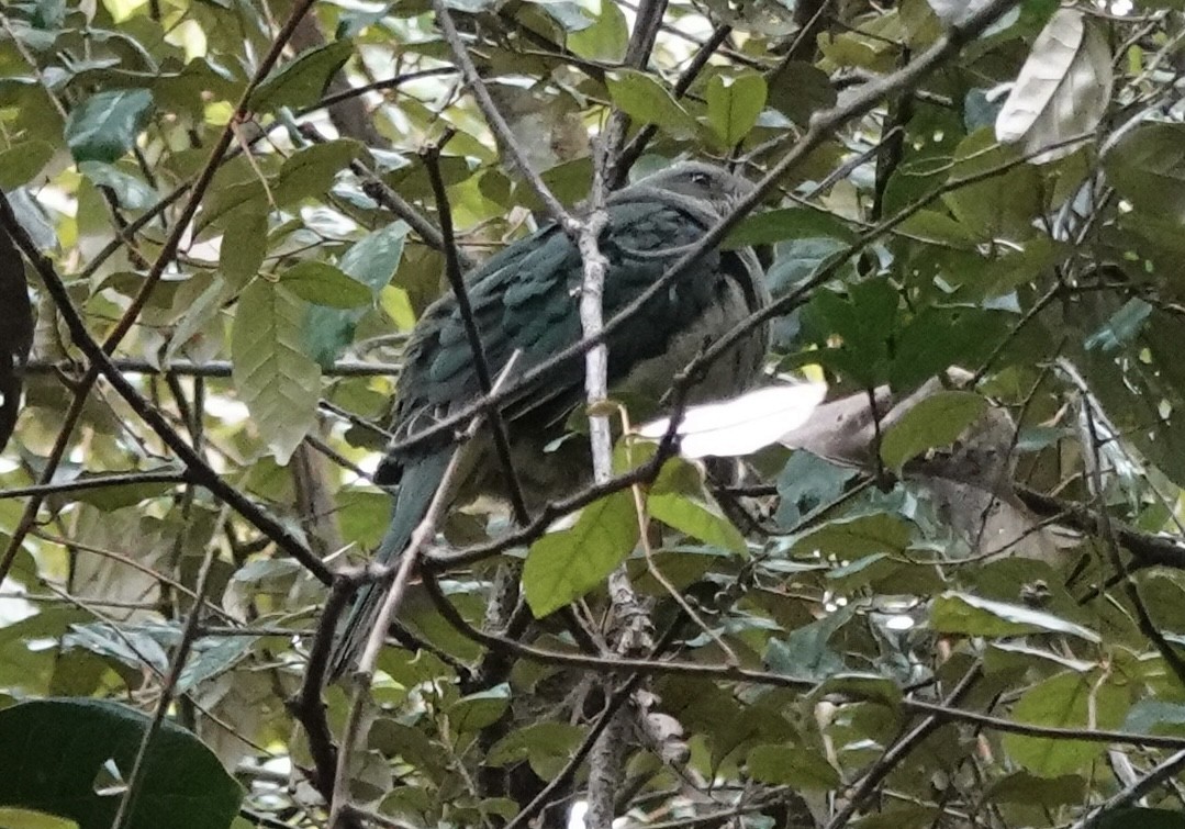 holub rudouchý (ssp. fischeri/centralis) - ML644900165