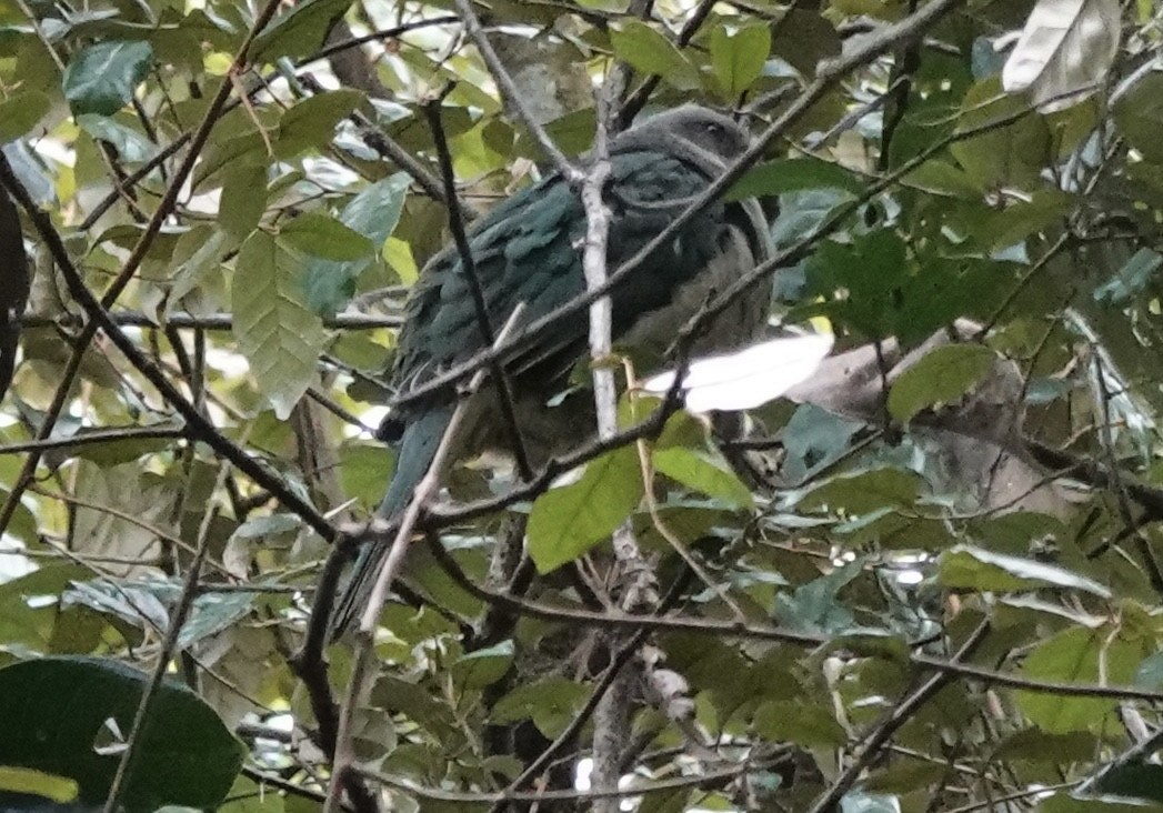 holub rudouchý (ssp. fischeri/centralis) - ML644900166