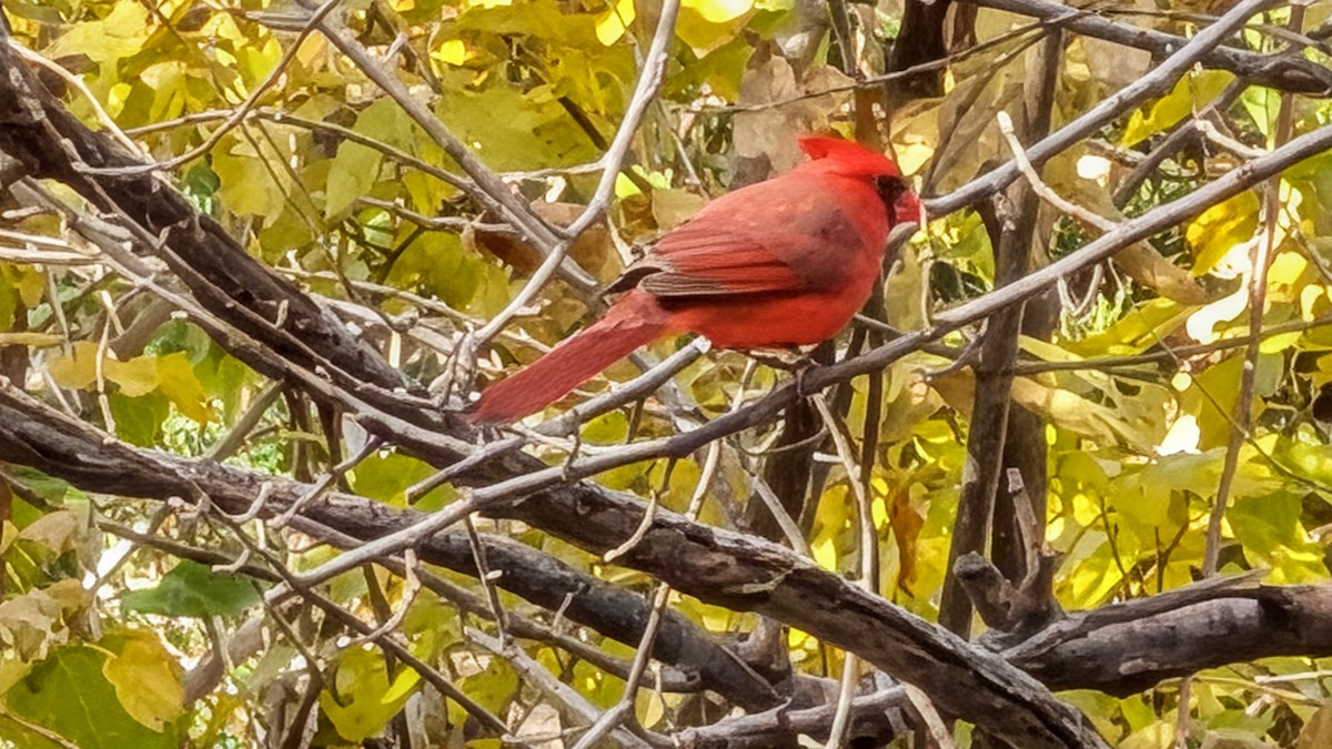 Northern Cardinal - ML644900220