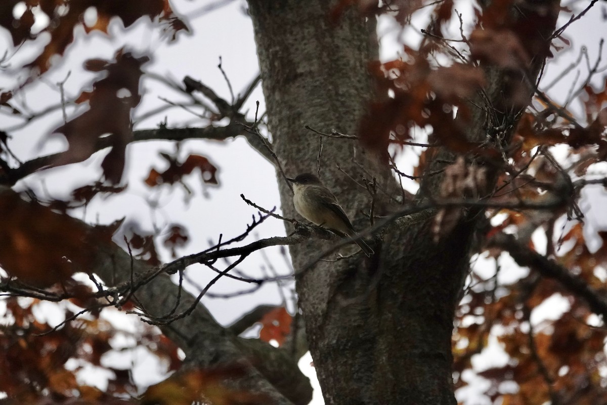 Eastern Phoebe - ML644900222