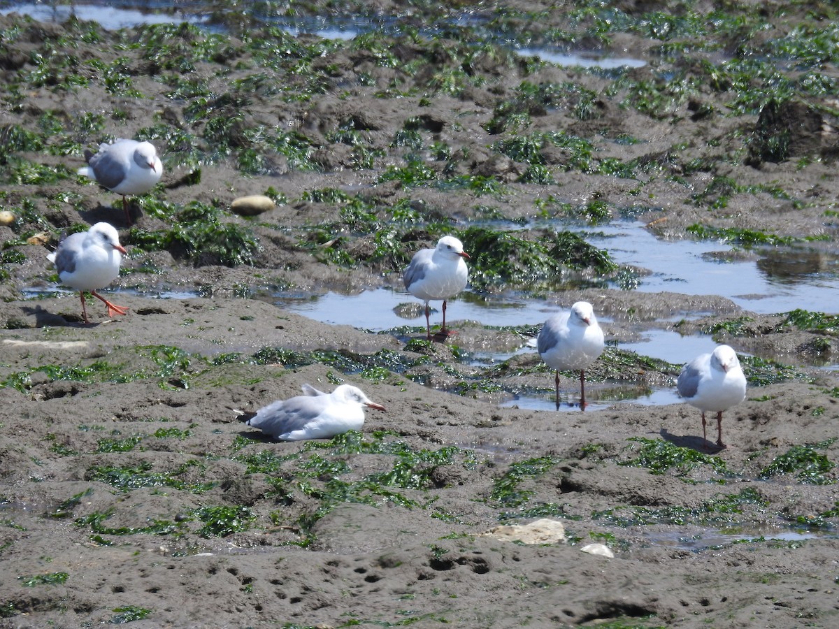 ズアオカモメ - ML644900223