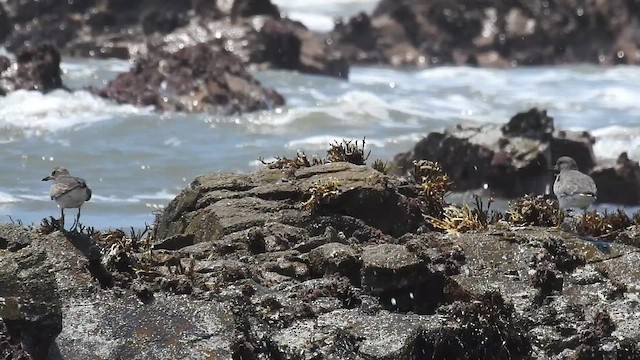 Pasifik Kumkuşu - ML644900244