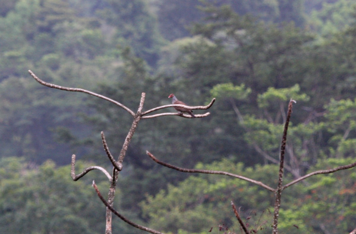 Scaled Pigeon - ML644900246