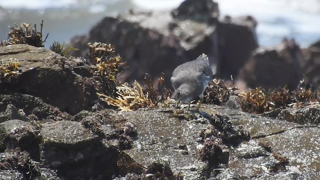 Pasifik Kumkuşu - ML644900247