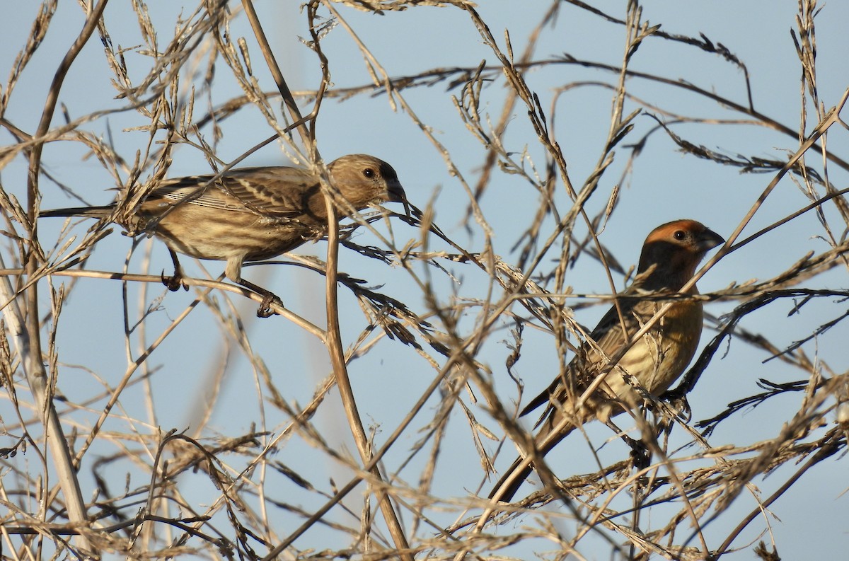 Roselin familier - ML644900270