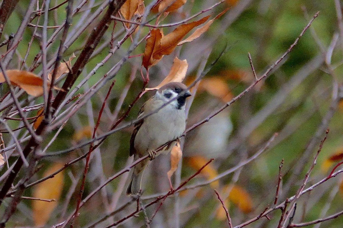 Eurasian Tree Sparrow - ML644900274