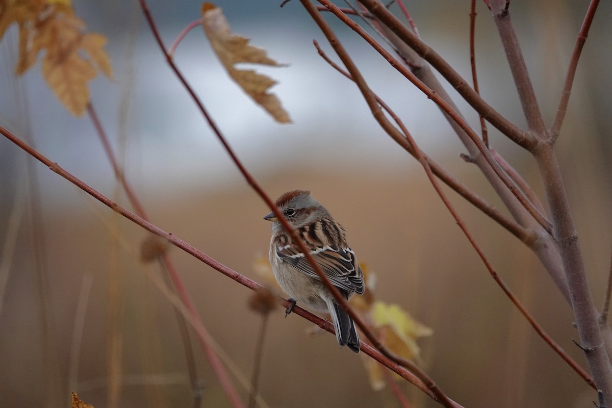 American Tree Sparrow - ML644900297