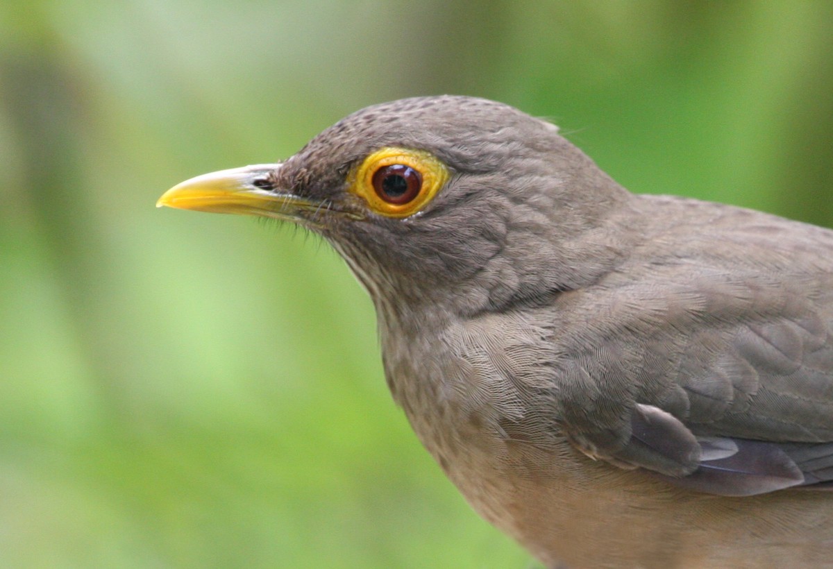 Spectacled Thrush - ML644900298