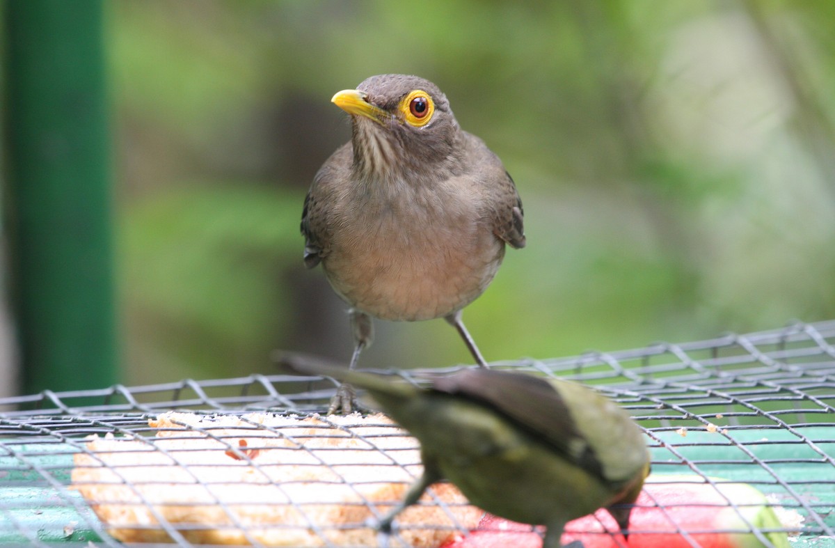 Spectacled Thrush - ML644900299