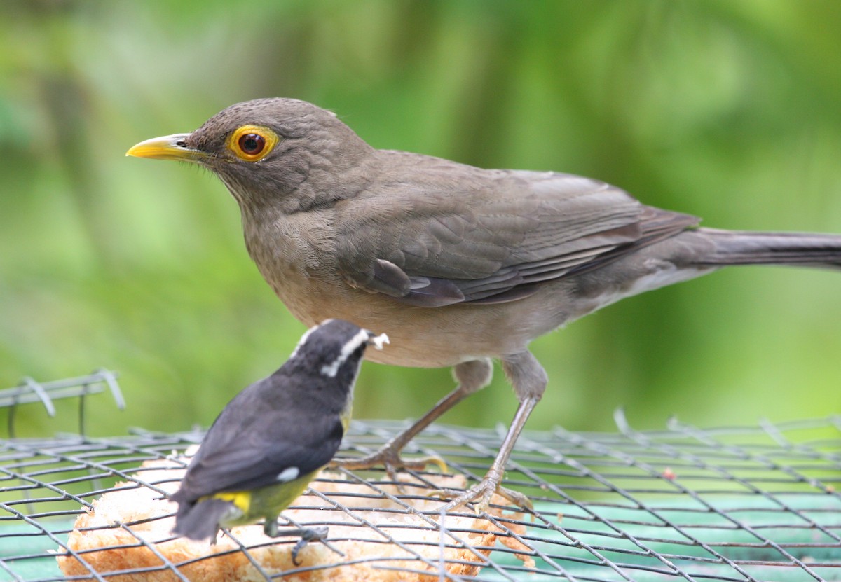 Spectacled Thrush - ML644900300