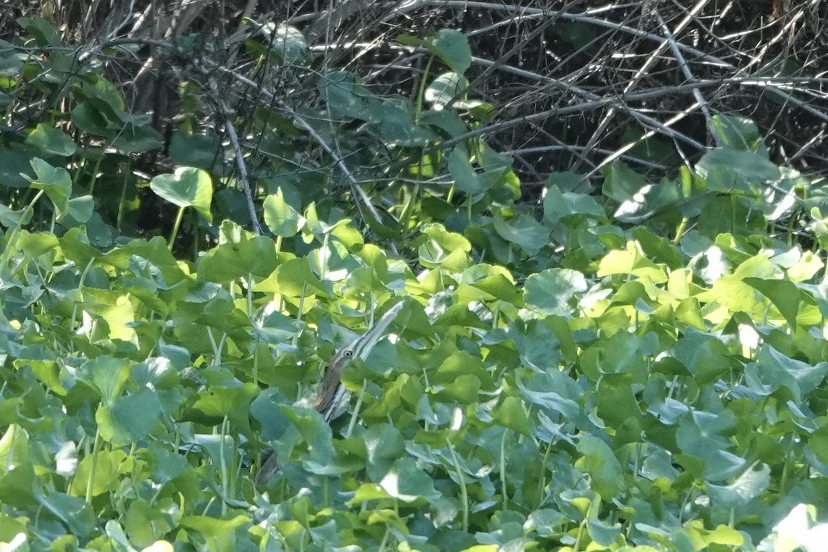 American Bittern - ML644900302