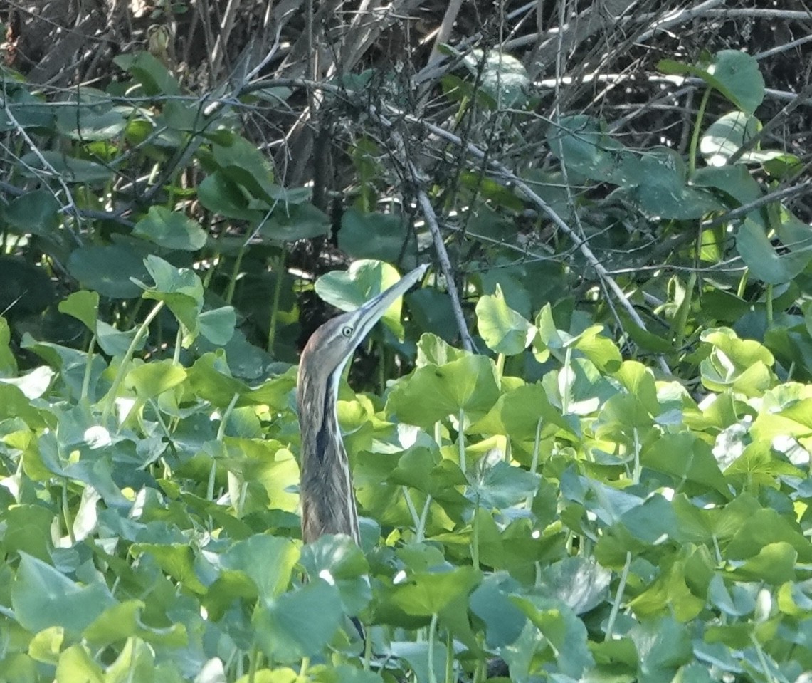 American Bittern - ML644900303