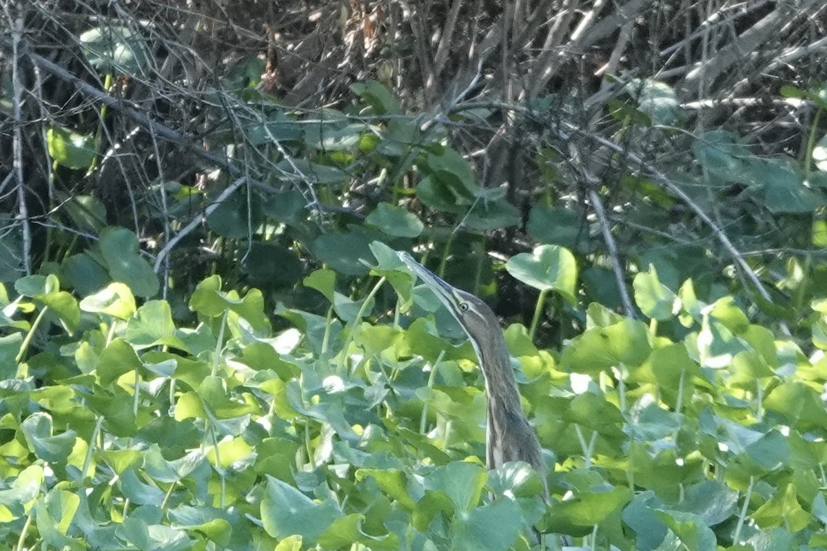 American Bittern - ML644900304