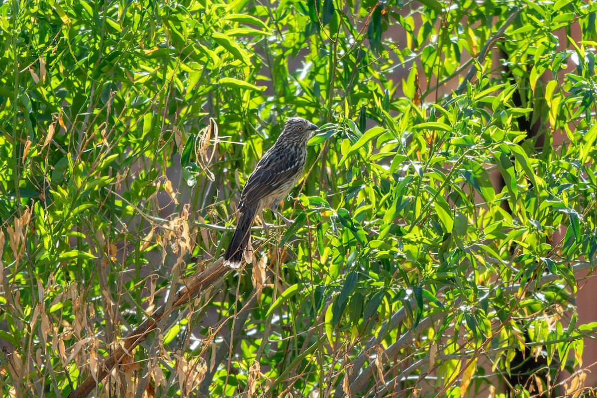 Рара червоновола - ML644900310