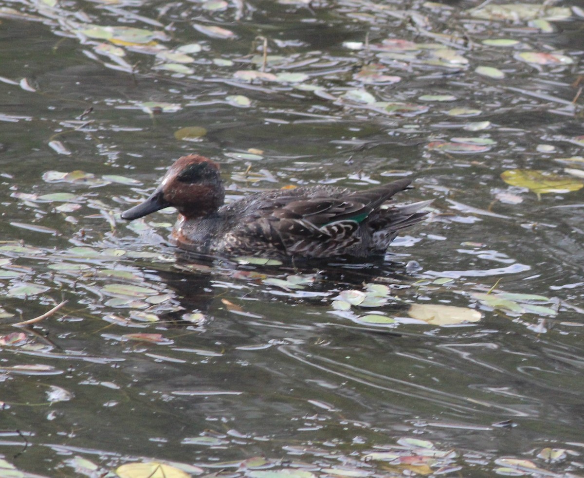 Green-winged Teal - ML644900325