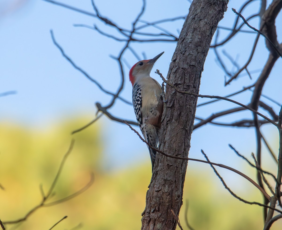 Carpintero de Carolina - ML644900327