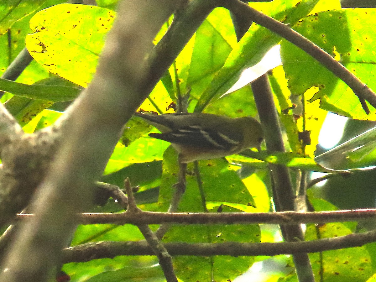 Пісняр-лісовик каштановий - ML644900328