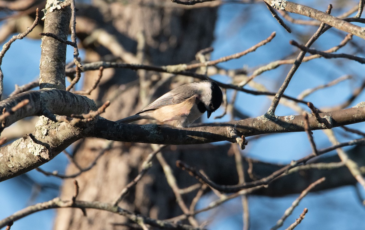 Carolina Chickadee - ML644900345
