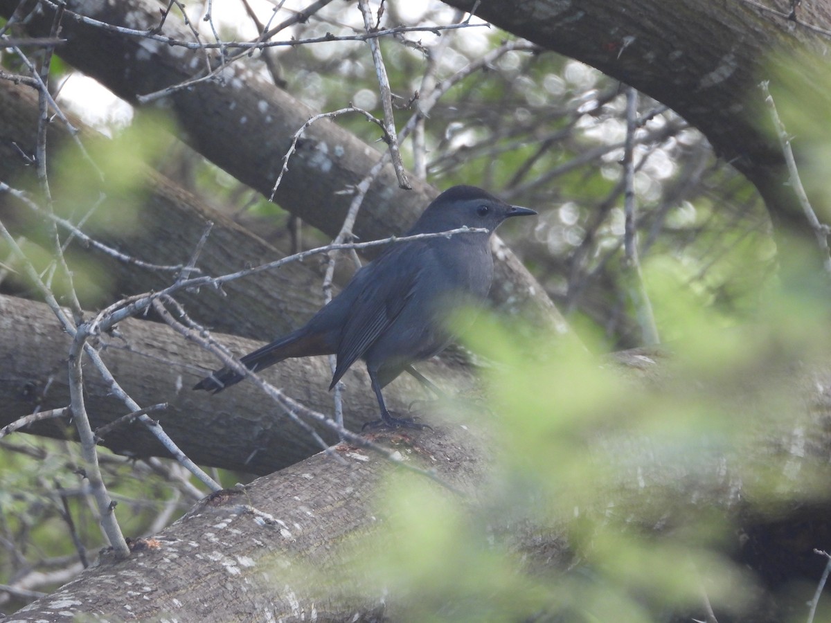Пересмішник сірий - ML644900351