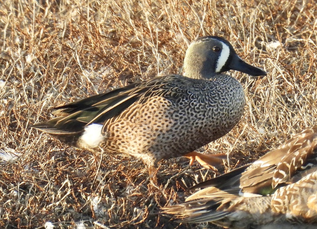 Zertzeta hegalurdina - ML644900366