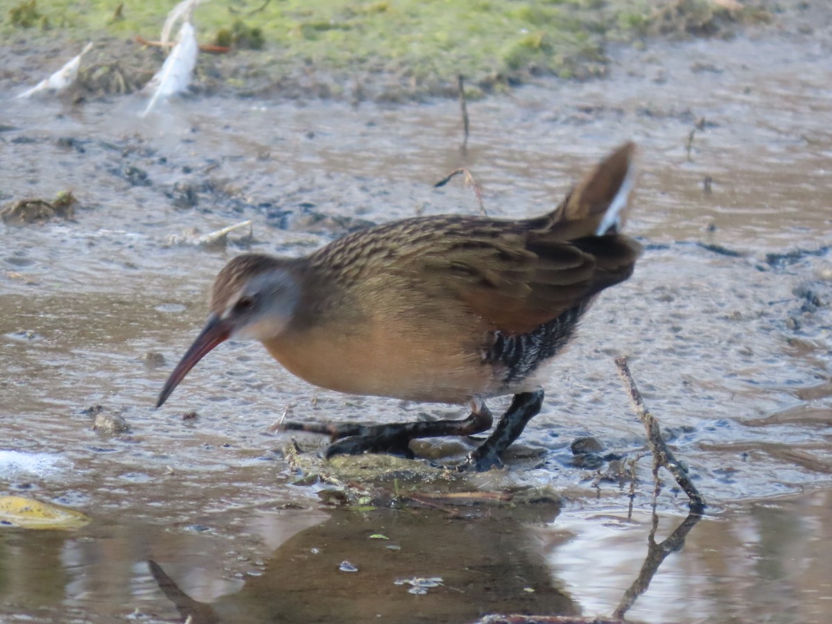 Virginia Rail - ML644900371