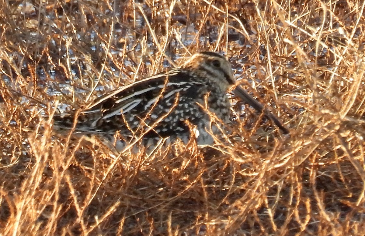 Wilson's Snipe - ML644900379