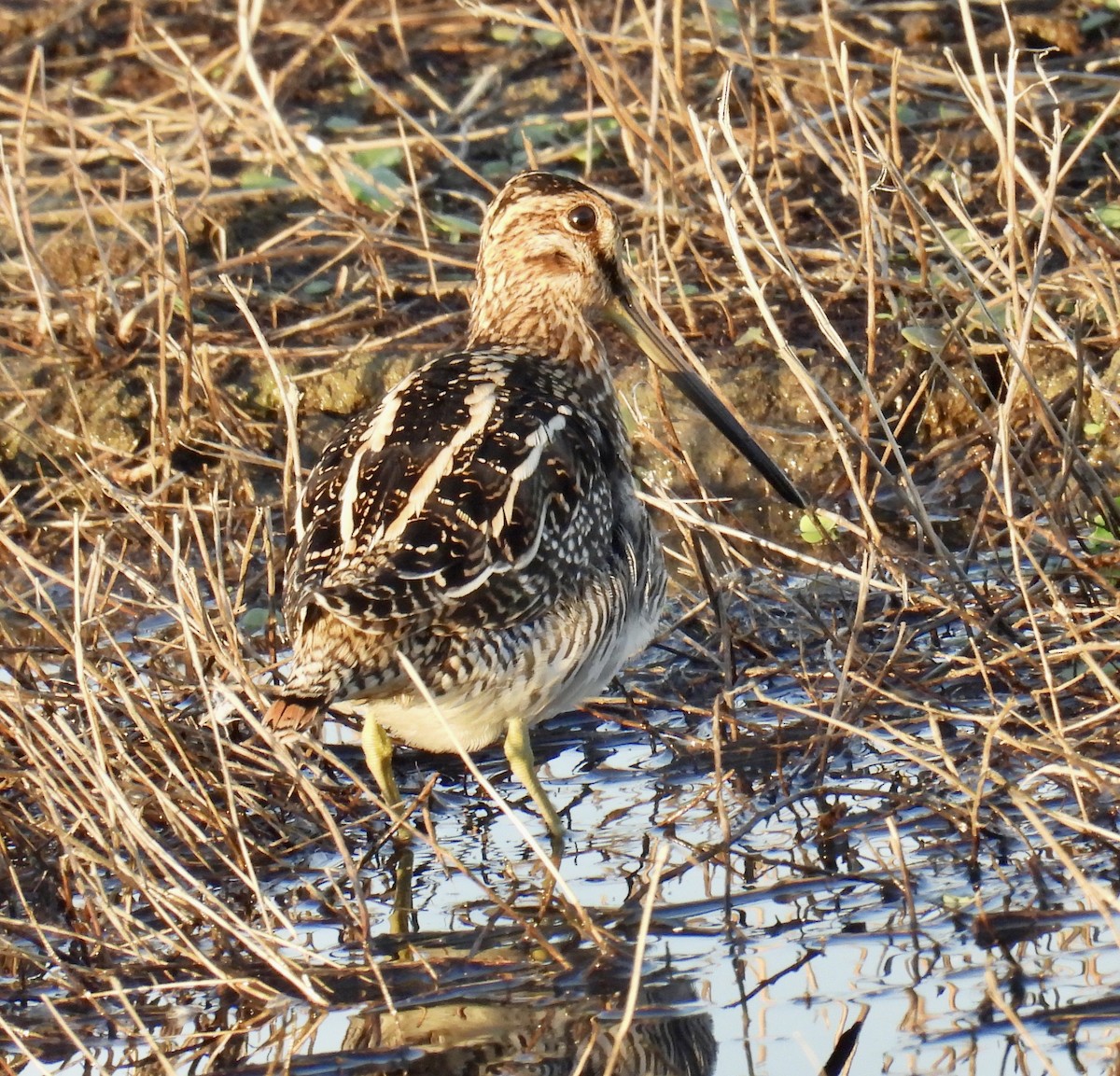 Wilson's Snipe - ML644900380