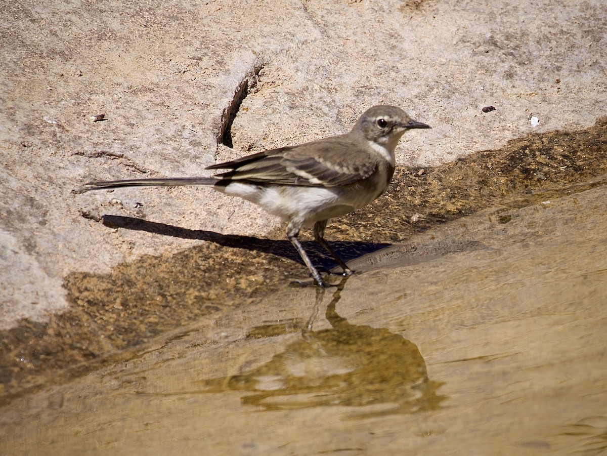Cape Wagtail - ML644900382