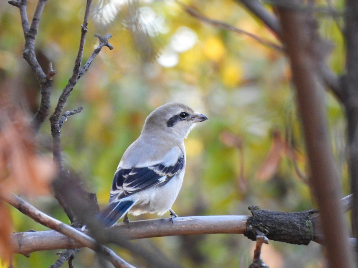 ťuhýk severní - ML644900385