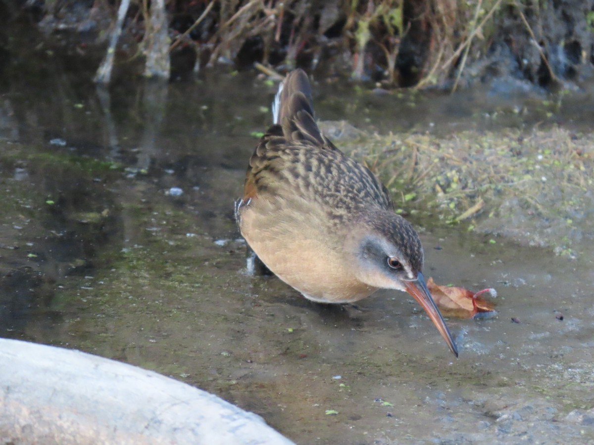 Virginia Rail - ML644900436
