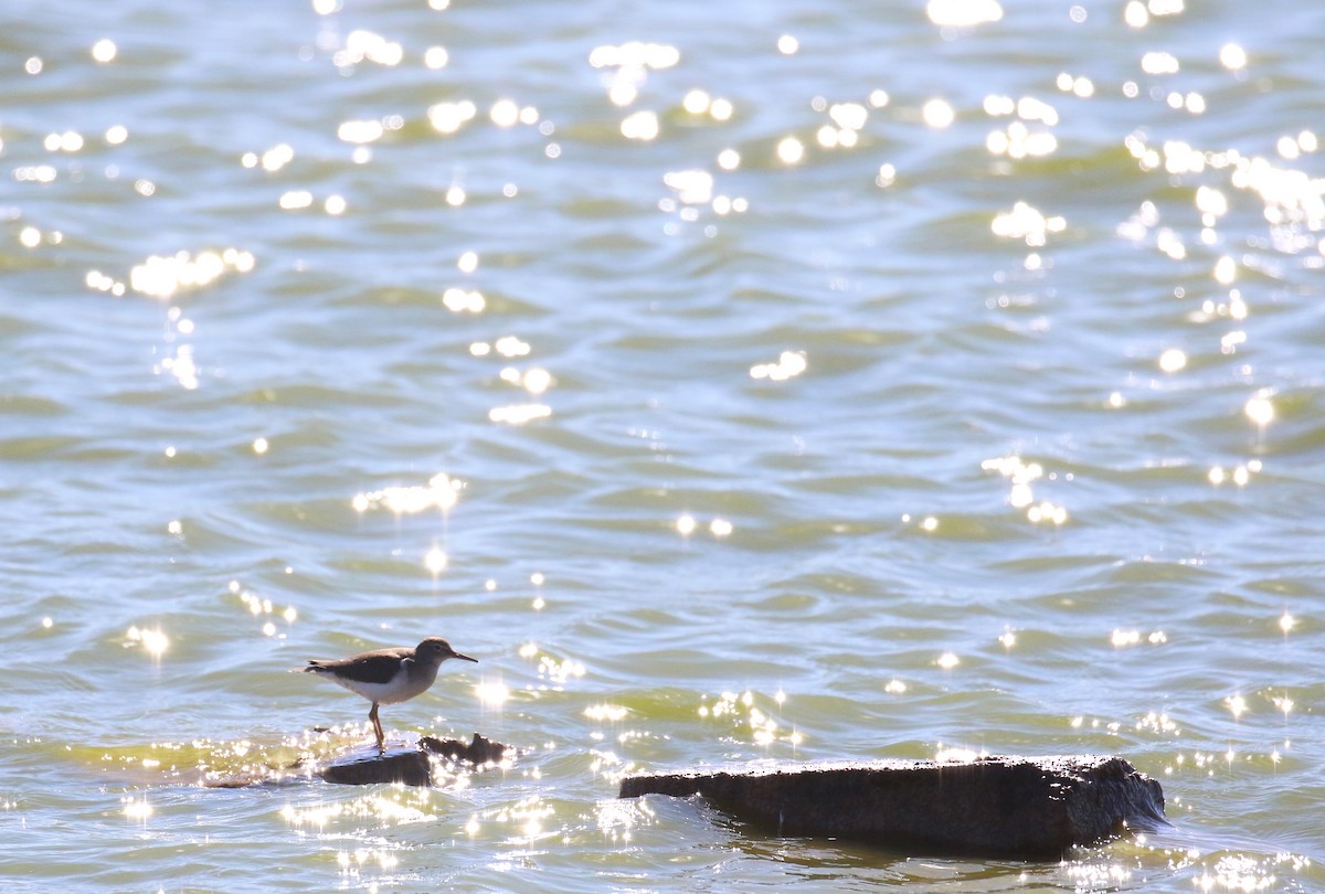 Spotted Sandpiper - ML644900451