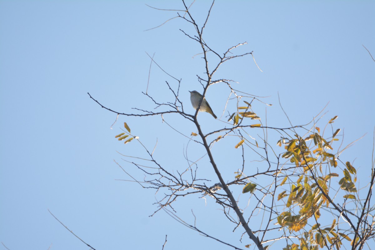 アカメモズモドキ - ML644900469