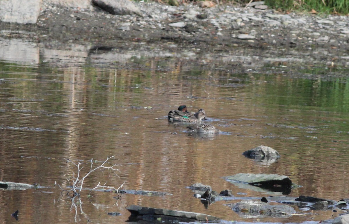 Green-winged Teal - ML644900477