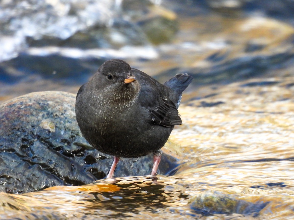 Ur-zozo iparramerikarra - ML644900491