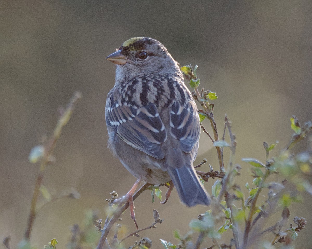 Golden-crowned Sparrow - ML644900492
