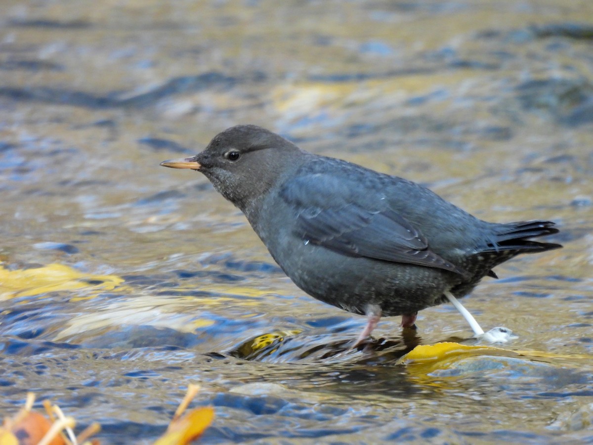 Ur-zozo iparramerikarra - ML644900496